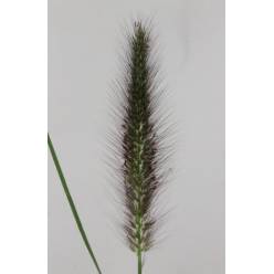 Pennisetum Black Fox 80cm "T25"