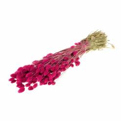 Phalaris Seco Cerise 65cm 220g