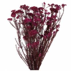 Flor de Arroz Preservada Burdeos 50-60cm 120g