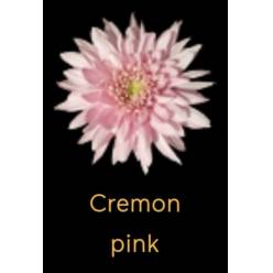 Uniflor Col. Cremon Pink 70cm