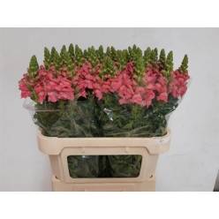 Antirrhinum Hol. Antibes Rose 75cm