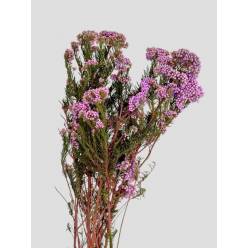 Flor de Arroz Preservada Lavanda 50-60cm 120g