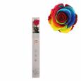 Rosa Preservada Verdissimo Rainbow 5.5x55Hcm