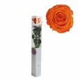 Rosa Preservada Verdissimo Naranja 5.5x55Hcm