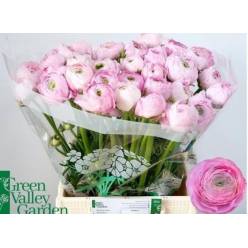 Ranunculos Hol. Am Marshmallow Rosa 45cm 25gr x10