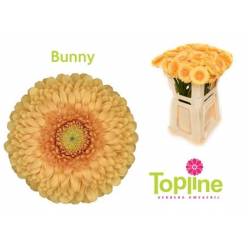 Gerbera Mini Hol. Pomponi Bunny "T20"