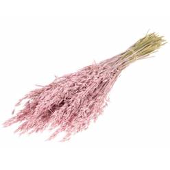 Avena Seca Rosa Claro 65cm 200g