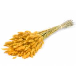 Lagurus Seco Amarillo 65cm 100g