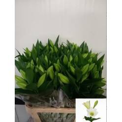 Longiflora Hol. Show Up 90cm 2/3 flores Bl.