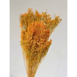 Broom Bloom Preservado Naranja 55cm 130g