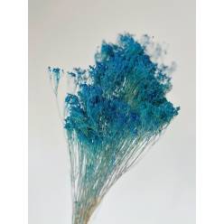 Broom Bloom Preservado Turquesa 55cm 130g