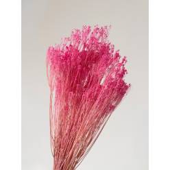 Broom Bloom Preservado Rosa 55cm 130g