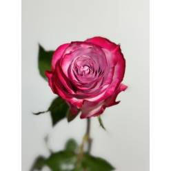 Rosa Ecu. Deep Purple 80cm