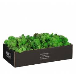 Caja Musgo Preservado Verde 500g