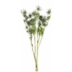 Eryngium Nature 40cm 35g