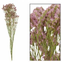 Limonium Seco Rosa Claro 45cm 30g