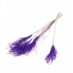 Plumas Reed Purple 70cm (10 Tallos)