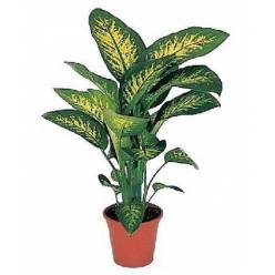 P. Dieffenbachia Se Tropic Snow 21/95cm