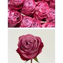 Rosa Ecu. Moody Blues 90cm