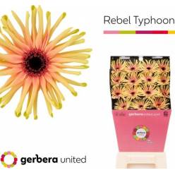 Gerbera Hol. Pasta Rebel Typhoon "T15" "Aquapack"