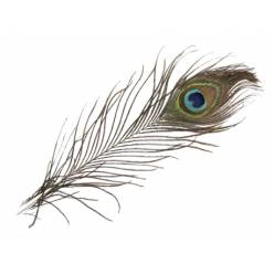 Plumas Pavo Real "T12"