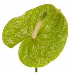 Anthurium Nac. Grand Slam 13  "CC12"