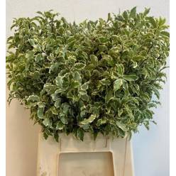 Pittosporum Nigra 50cm