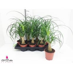 P. Beaucarnea Recur 14/55cm x8