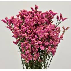 Limonium Col. Pink Beauty 70cm x10