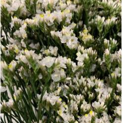 Limonium Col. Pina Colada 70cm x10 Bl.