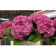 Hortensia Hol. Elbtal 60cm Rs 16/18  Rs (7 Dias - 2)