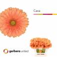 Gerbera Mini Hol. Cava x20 (7 Dias - 2)