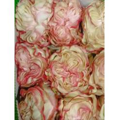 Rosa Ecu. Country Candy 50cm