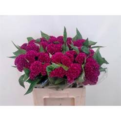 Celosia Cresta Mystic 75cm x5