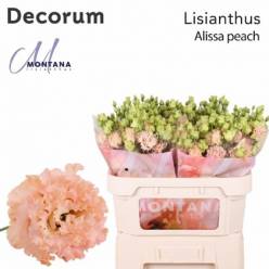 Lisiantus Hol. Alissa Peach 70cm 55gr x10