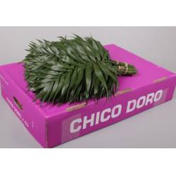 Hoja Chico Doro 30-35cm