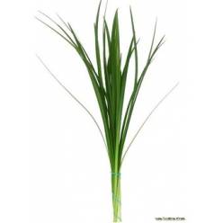 Lillygrass 70cm