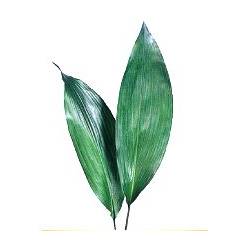 Aspidistra 40cm