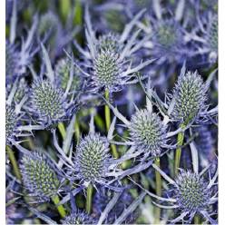 Eryngium Ecu. Blue Dynamite 50cm "T10"