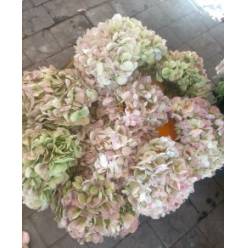 Hortensia Col. Jumbo Antic Green 60cm 19 "CC30"