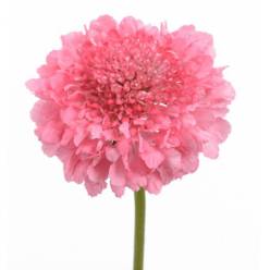 Scabiosa Ecu. Candy 50cm x10