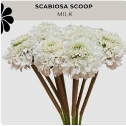 Scabiosa Ecu. Milky Blanca 50cm x10