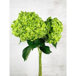 Hortensia Col. Emerald Green 60cm 16 "CC40"