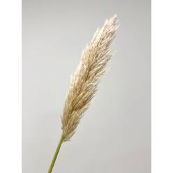 Cortaderia Hol. Se Evita 150cm x10