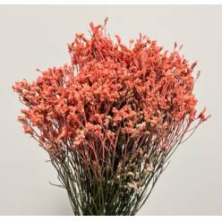 Limonium Col. Pintado Coral 70cm x10