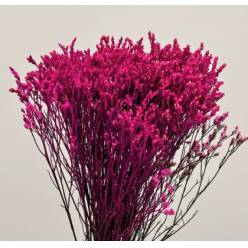 Limonium Col. Pintado Fucsia 70cm x10