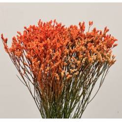 Limonium Col. Pintado Naranja 70cm x10