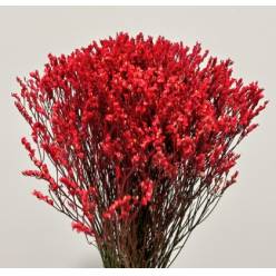 Limonium Col. Pintado Rojo 70cm x10