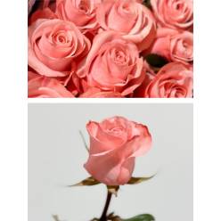 Rosa Col. Be Sweet 70cm