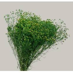 Broom Bloom Preservado Natural 38cm 110g